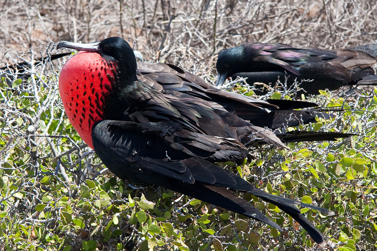 1200px-Fregata_magnificens_-_7.jpg