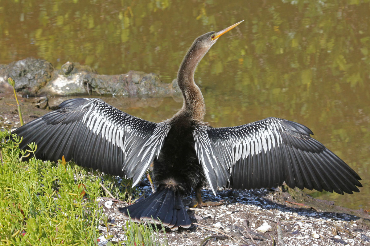 Anhinga Sanibel1.jpg