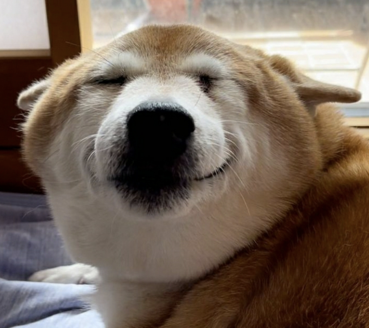 happydog.png