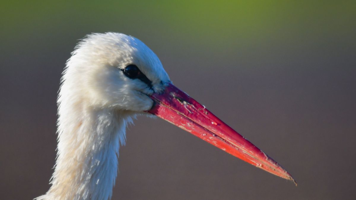 https---cdn.cnn.com-cnnnext-dam-assets-200516180437-white-stork-file-restricted.jpg