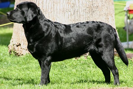 labrador-retriever-04.jpg