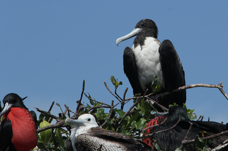 Magnificent-Frigatebird-Fregata-magnificens-female-Puerto-Pizarro-020.jpg