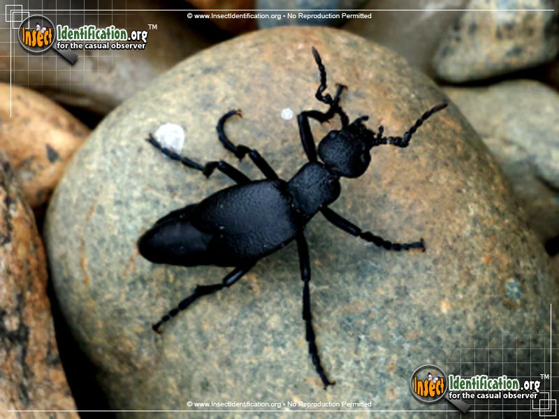 oil-beetle_2.jpg