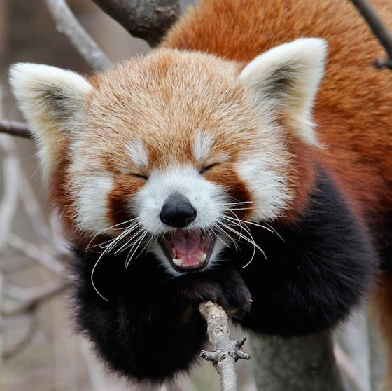 red panda.jpeg