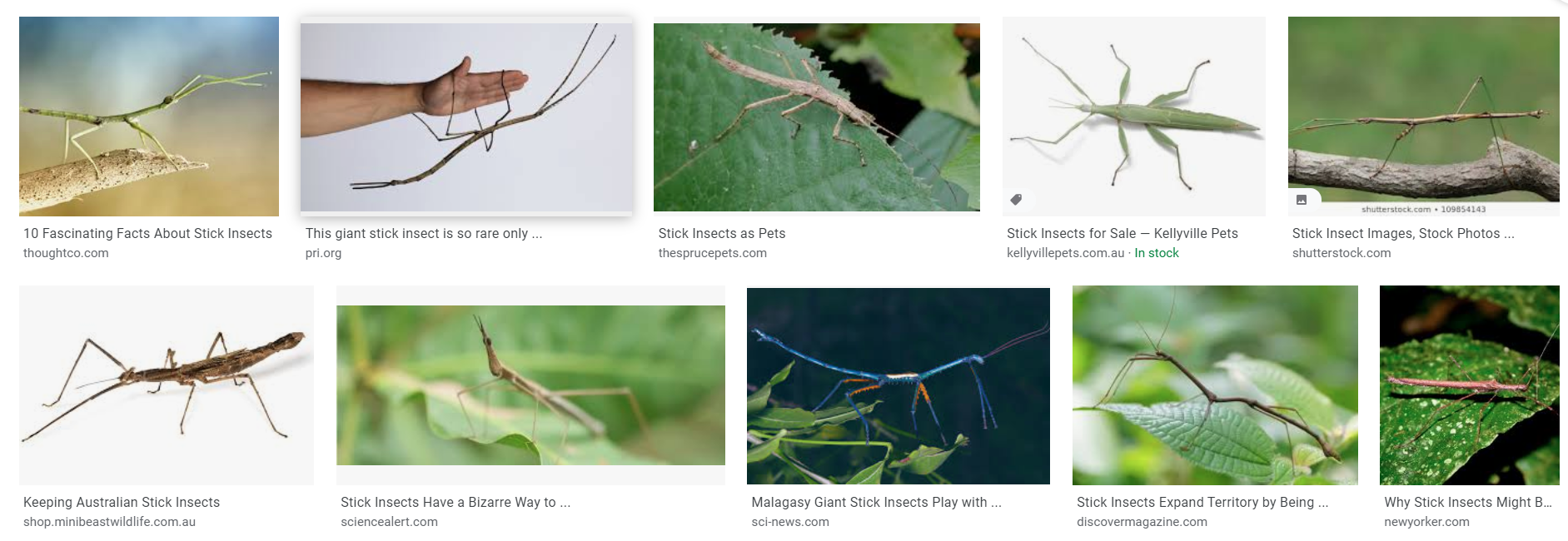 10 Fascinating Facts About Stick Insects