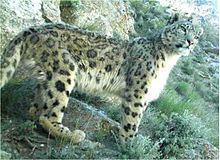 Snow_leopard_in_Afghanistan.jpg