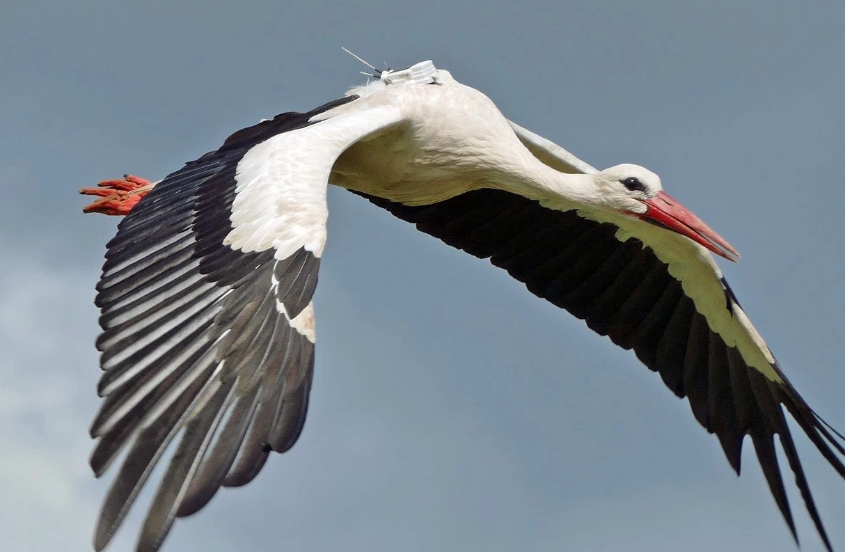 stork.jpg copy.png