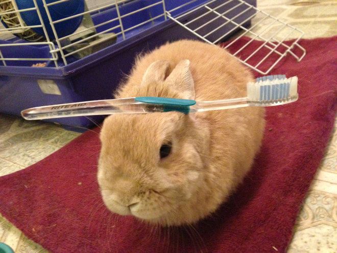 These 19 Bunnies With Things On Their Head Will Heal You Instantaneously.jpeg