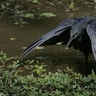 darkheron